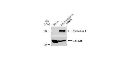 Western Blot: Syntenin 1 Antibody [NBP1-33661]