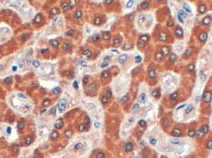 Immunohistochemistry-Paraffin: Syntenin 2 Antibody [NB300-835]