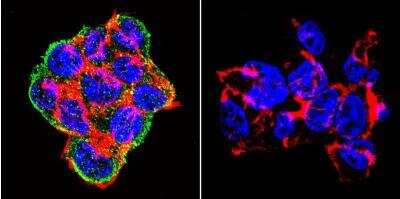 Immunocytochemistry/ Immunofluorescence: Syntrophin Antibody (1351) [NB600-1294]
