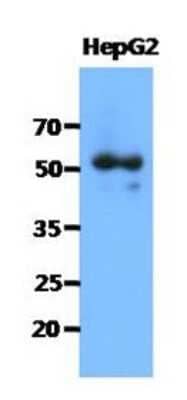 Western Blot: Syntrophin alpha 1 Antibody (1E1)BSA Free [NBP2-22587]