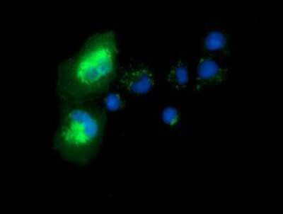 Immunocytochemistry/ Immunofluorescence: Syntrophin alpha 1 Antibody (OTI1H10) [NBP2-03302]