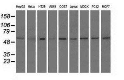 Western Blot: Syntrophin alpha 1 Antibody (OTI1H10)Azide and BSA Free [NBP2-74422]