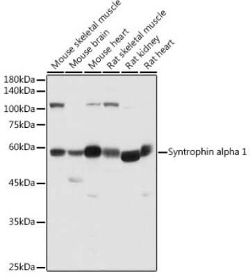 Western Blot: Syntrophin alpha 1 AntibodyAzide and BSA Free [NBP3-16017]