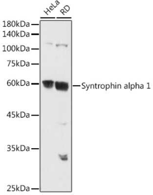 Western Blot: Syntrophin alpha 1 AntibodyAzide and BSA Free [NBP3-16017]