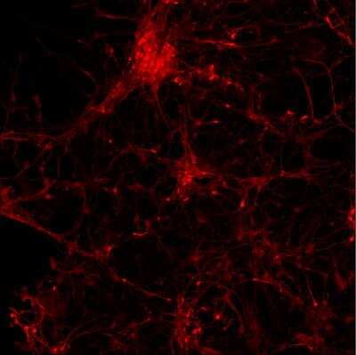 Immunocytochemistry/ Immunofluorescence: alpha-Synuclein Antibody [NBP2-25146]