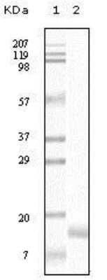 Western Blot: gamma-Synuclein Antibody (1H10D2)BSA Free [NB110-60497]