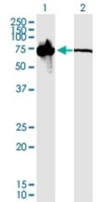 Western Blot: T Plastin Antibody (5B9) [H00005358-M01]