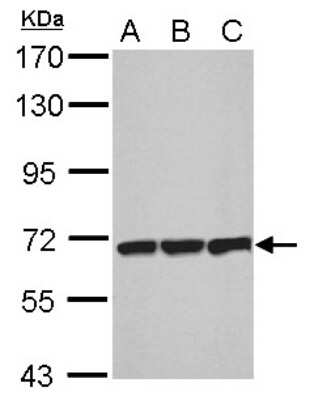 Western Blot: T Plastin Antibody [NBP1-32380]