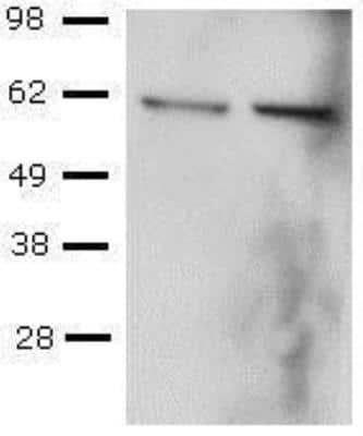 Western Blot: T-bet/TBX21 Antibody (39D)BSA Free [NBP1-43299]