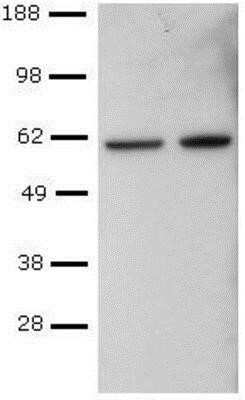 Western Blot: T-bet/TBX21 Antibody (4B10)BSA Free [NBP1-43298]