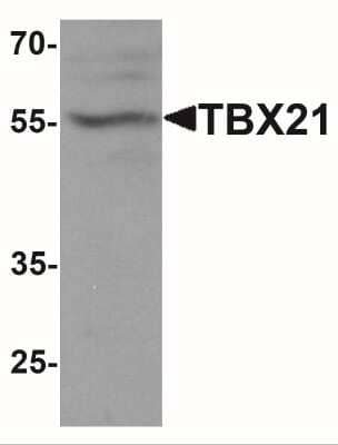 Western Blot: T-bet/TBX21 AntibodyBSA Free [NBP2-41235]