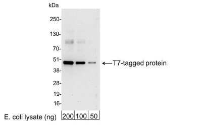 Western Blot: T7 Epitope Tag AntibodyBSA Free [NB600-371]