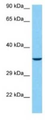 Western Blot: TAAR3 Antibody [NBP3-10153]