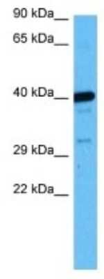 Western Blot: TAAR4 Antibody [NBP3-10140]