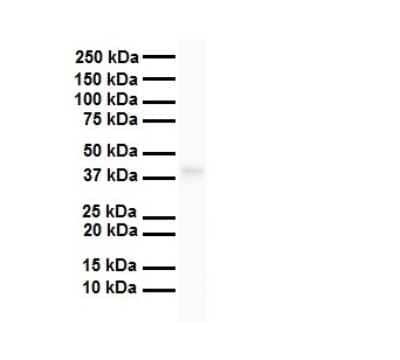 Western Blot: TAAR5 Antibody [NBP1-68902]