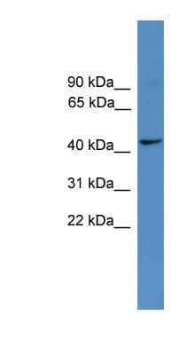 Western Blot: TAAR5 Antibody [NBP1-69132]