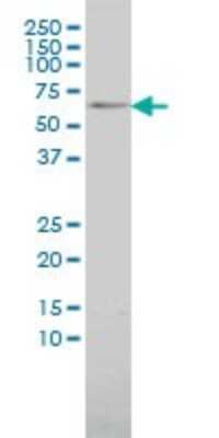 Western Blot: TAB1 Antibody (2G9) [H00010454-M01]