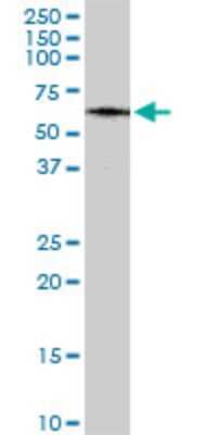 Western Blot: TAB1 Antibody (2G9) [H00010454-M01]