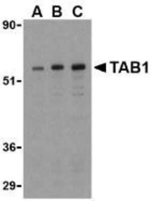 Western Blot: TAB1 AntibodyBSA Free [NBP1-76595]