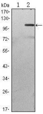 Western Blot: TAB2 Antibody (3B5)BSA Free [NBP1-51668]