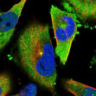 Immunocytochemistry/ Immunofluorescence: TACC3 Antibody [NBP1-84810]