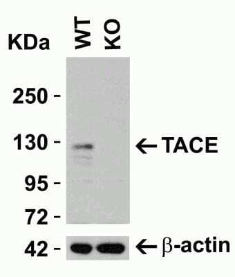 Western Blot: TACE/ADAM17 AntibodyBSA Free [NBP1-77044]