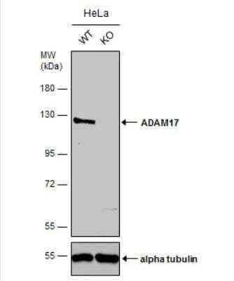 Knockout Validated: TACE/ADAM17 Antibody [NBP2-15281]