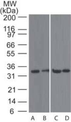 Western Blot: TACI/TNFRSF13B/CVID Antibody [NB100-56516]