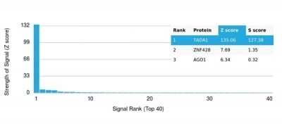 Protein Array: TADA1L Antibody (PCRP-TADA1-1C9) [NBP3-13853]