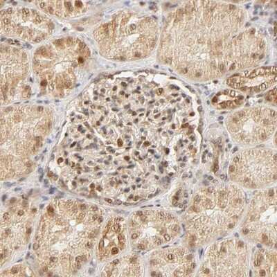 Immunohistochemistry-Paraffin: TAF10 Antibody [NBP1-80706]