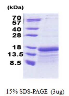 SDS-PAGE: Recombinant Human TAF10 His Protein [NBP2-22847]