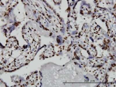Immunohistochemistry-Paraffin: TAF11 Antibody (2G9) [H00006882-M04]
