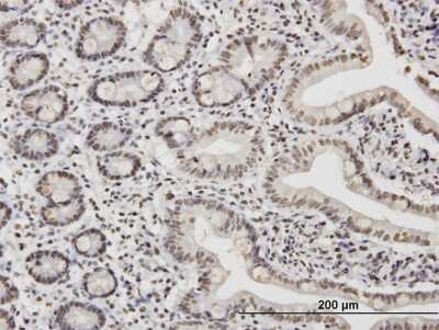 Immunohistochemistry-Paraffin: TAF11 Antibody (3G6) [H00006882-M06]