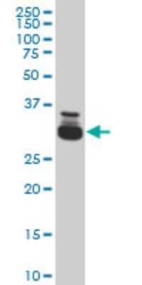 Western Blot: TAF11 Antibody (3H5) [H00006882-M03]