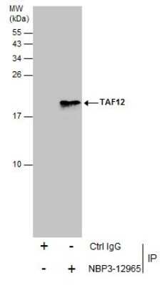 Immunoprecipitation: TAF12 Antibody [NBP3-12965]