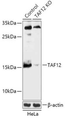 Knockout Validated: TAF12 Antibody - Azide and BSA Free [NBP3-03296]