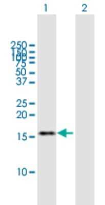 Western Blot: TAF13 Antibody [H00006884-B01P]