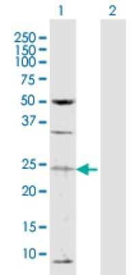 Western Blot: TAF13 Antibody [H00006884-D01P]