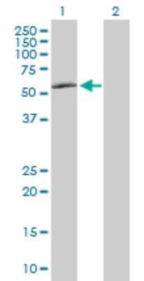 Western Blot: TAF148 Antibody [H00009015-D01P]