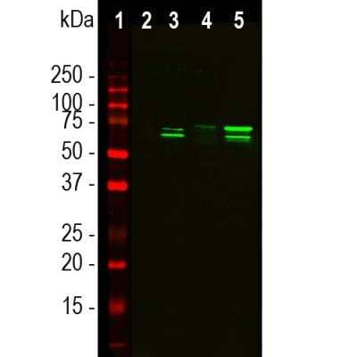 Western Blot: TAF15 Antibody (4D71) [NBP1-92685]