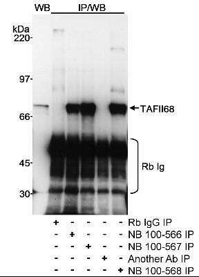 Immunoprecipitation: TAF15 Antibody [NB100-566]