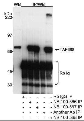 Immunoprecipitation: TAF15 Antibody [NB100-567]