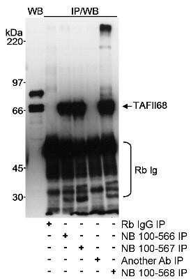 Immunoprecipitation: TAF15 Antibody [NB100-568]