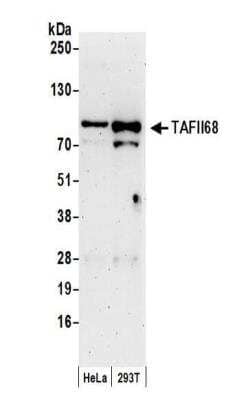 Western Blot: TAF15 Antibody [NB100-568]