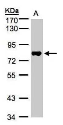 Western Blot: TAF15 Antibody [NBP1-32461]