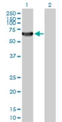 Western Blot: TAF1B Antibody [H00009014-D01P]