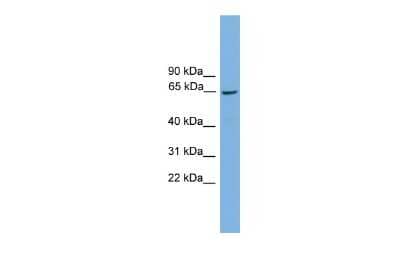 Western Blot: TAF1B Antibody [NBP2-82354]