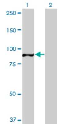 Western Blot: TAF1C Antibody (3E6) [H00009013-M02]