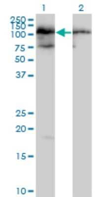 Western Blot: TAF1C Antibody [H00009013-B01P]