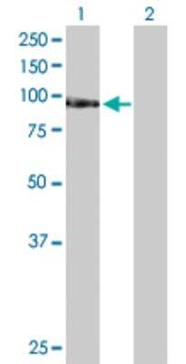 Western Blot: TAF1C Antibody [H00009013-D01P]